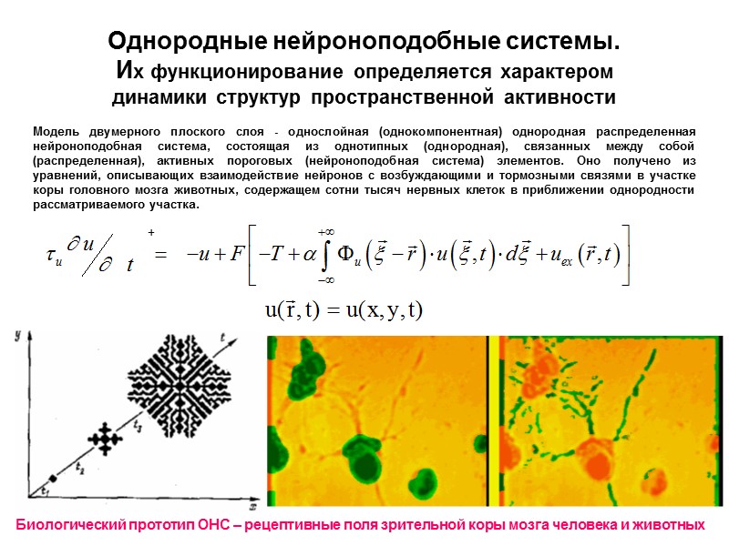 Однородные нейроноподобные системы. Их функционирование определяется характером динамики структур пространственной активности Модель двумерного плоского